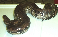 male black blood