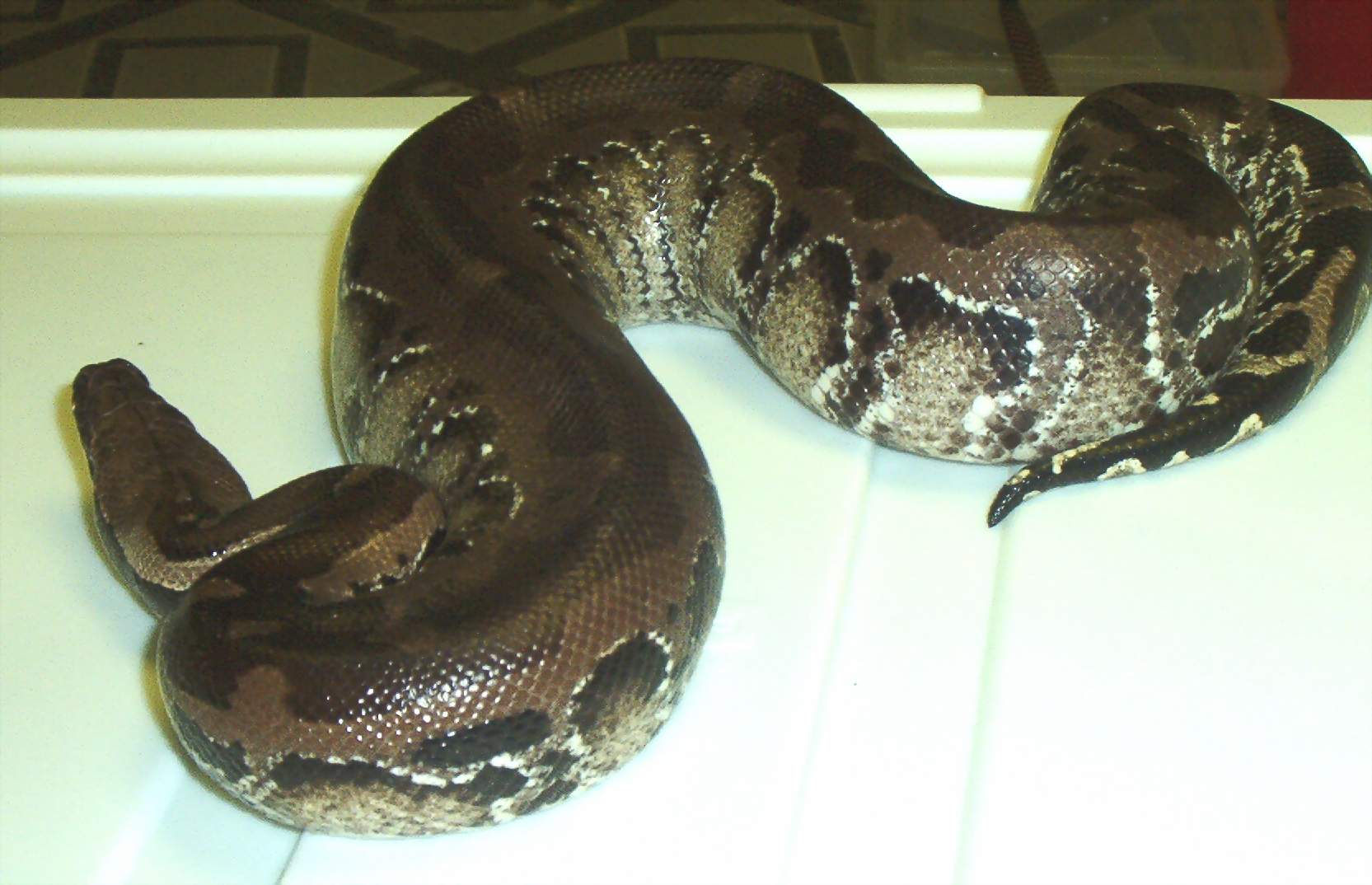 male black blood