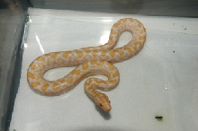 albino rainbow boa