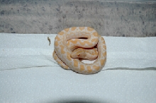 albino rainbow boa
