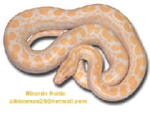 albino rainbow boa