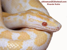 albino rainbow