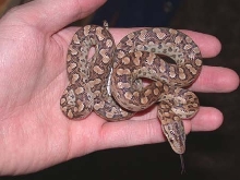 Argentine rainbow boa
