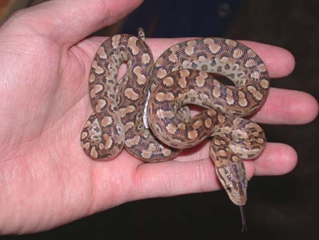 Argentine rainbow boa