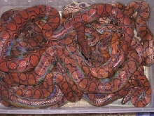 Brazilian Rainbow Boas