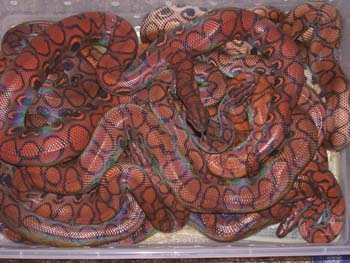 Brazilian Rainbow Boas