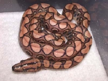 Brazilian rainbow neonate