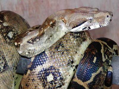 Paraguana Boa