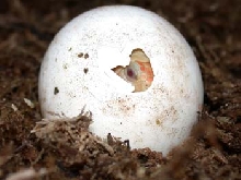 albino redfoot hatching