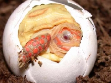 albino redfoot