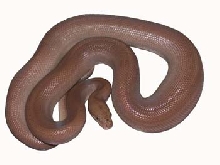 Patternless Colombian Rainbow