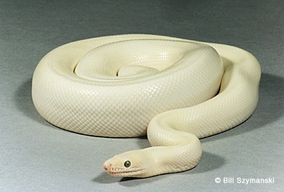 Leucistic Colombian rainbow
