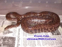 Venezuela rainbow boa