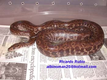 Venezuela rainbow boa