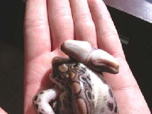 Two headed Rainbow boa