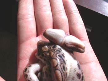 Two headed Rainbow boa