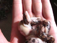Two headed Rainbow Boa