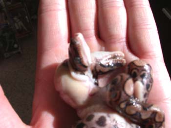 Two headed Rainbow Boa