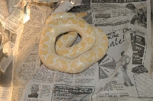 adult albino rainbow boa