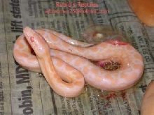 baby albino rainbow