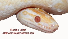 albino Rainbow boa