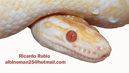 albino Rainbow boa