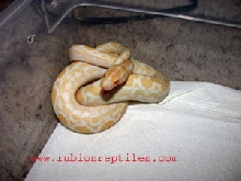 albino rainbow boa