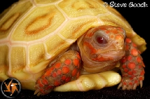 albino redfoot