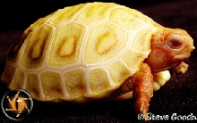 albino redfoot