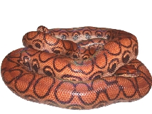 Brazilian Rainbow Boa