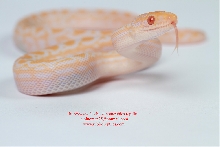 albino rainbow boa baby 2011