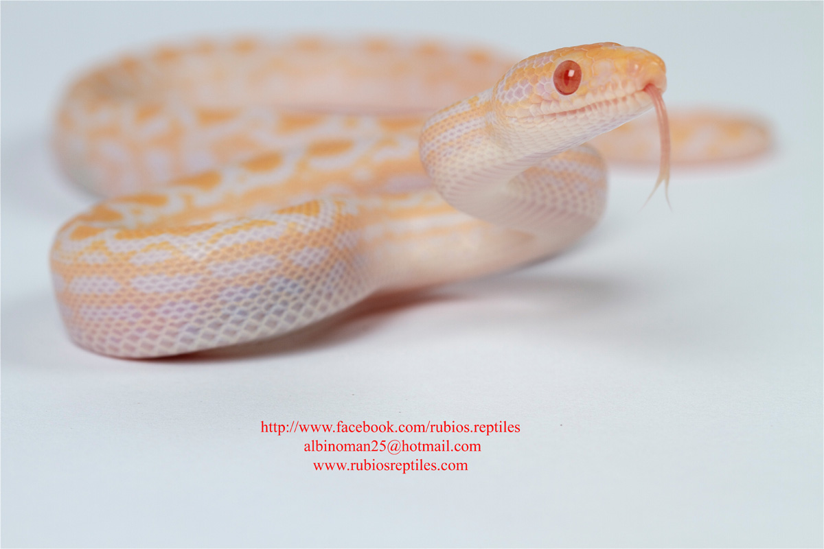 albino rainbow boa baby 2011