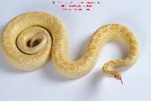 Adult Albino Colombian Rainbow Boa