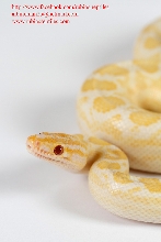 Adult Albino Colombian Rainbow Boa