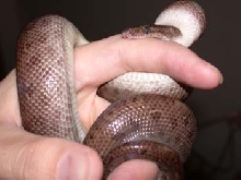 Colombian Rainbow boa