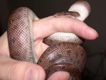Colombian Rainbow boa