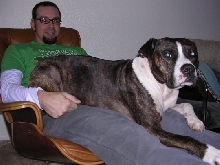 lapdog2