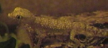 Diplodactylus Steindachneri1?