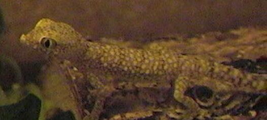 Diplodactylus Steindachneri1?