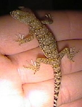 Diplodactylus Steindachneri2?