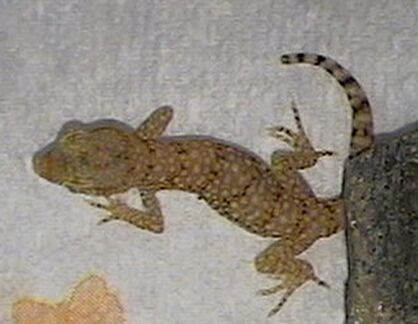 Diplodactylus Steindachneri3?