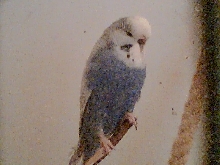 Violet budgie