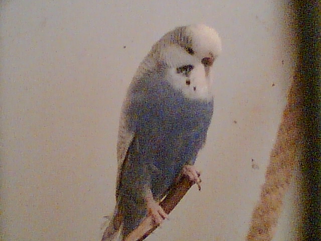 Violet budgie