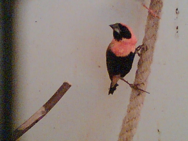 male weaver
