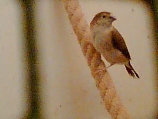 Silverbill