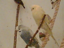 Budgies