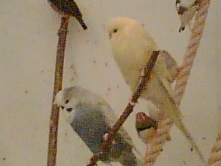 Budgies