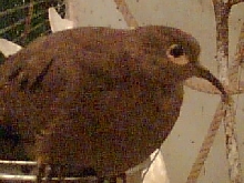 Black wing dove
