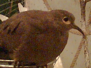 Black wing dove