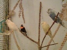 Indoor aviary